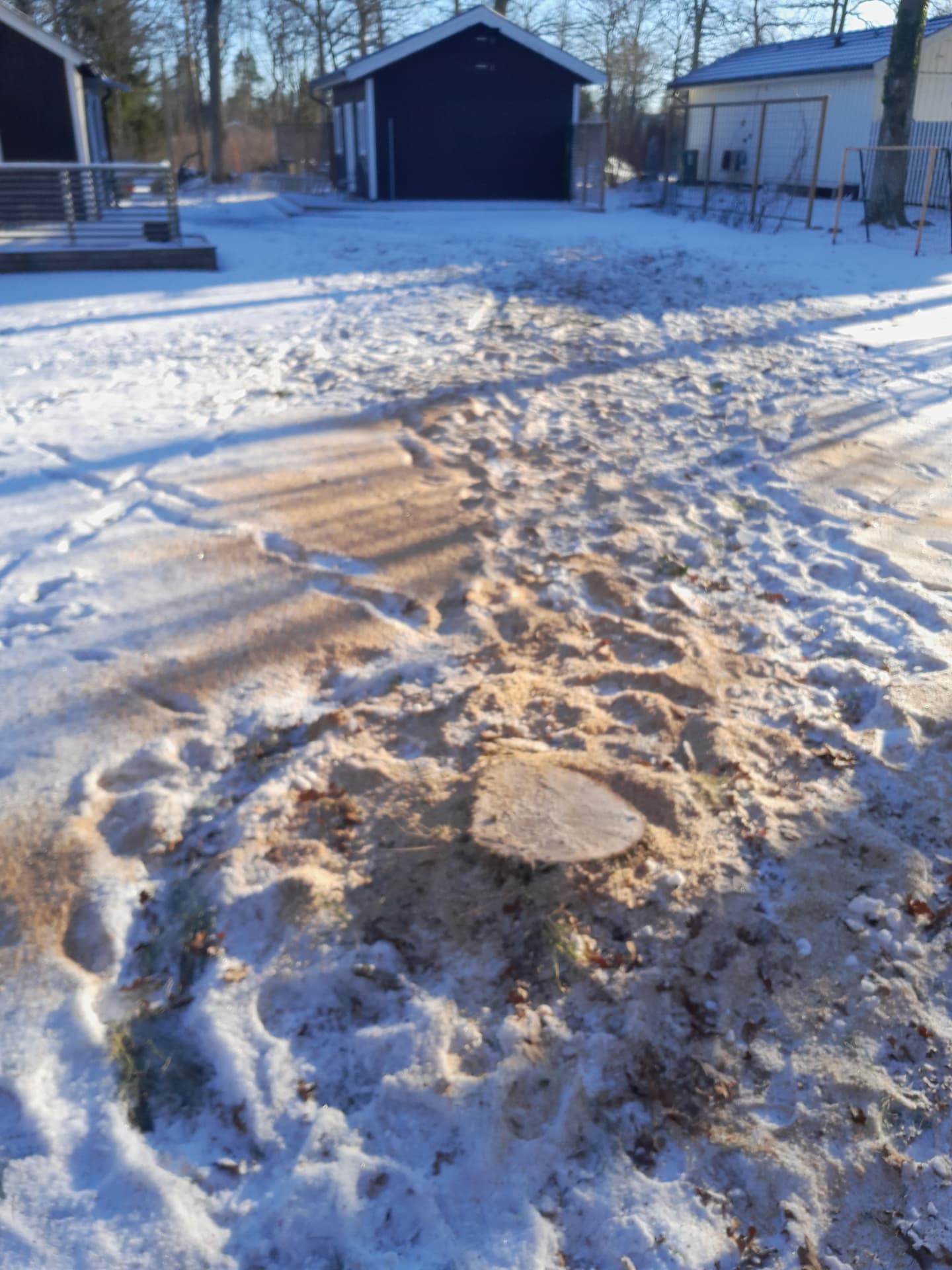 Stubbe efter trädfällning — Trädfällning