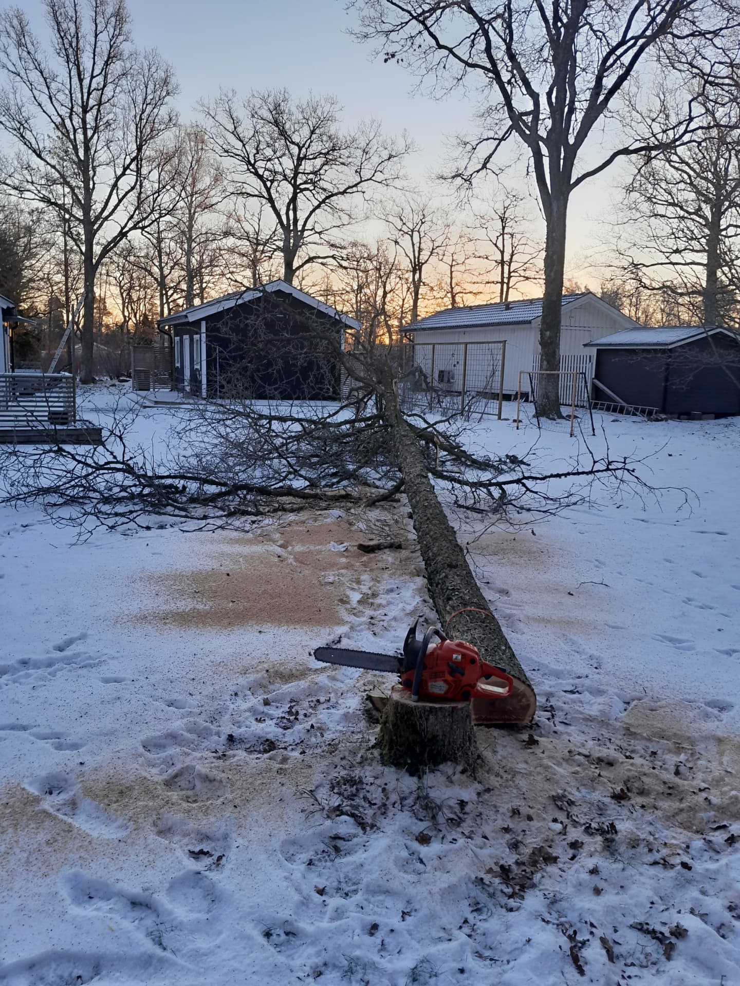 Trädfällning i vinterlandskap — Trädfällning